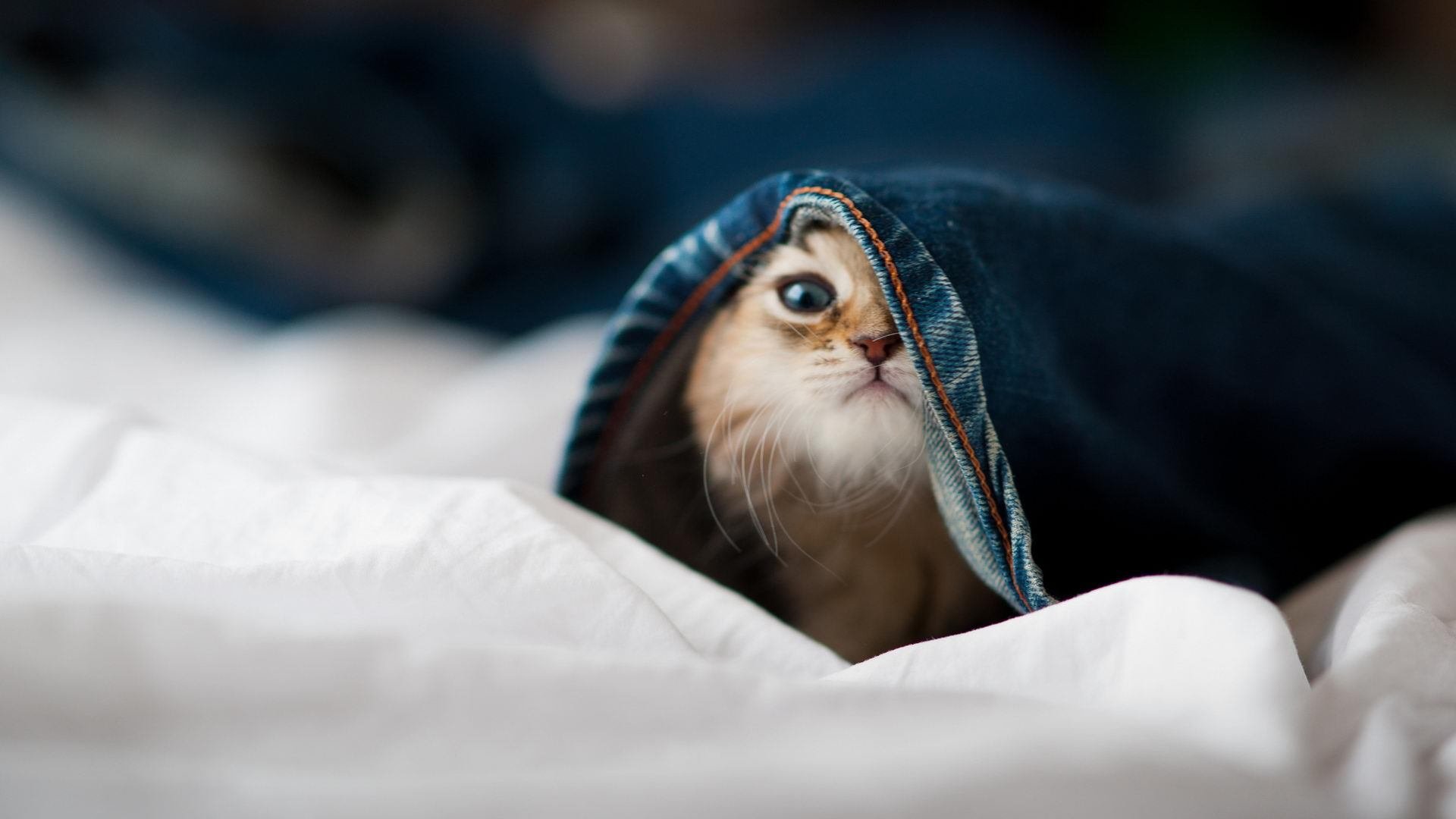 巨星半场精彩表演,带领球队奋勇争冠,巨星半场精彩表演,带领球队奋勇争冠