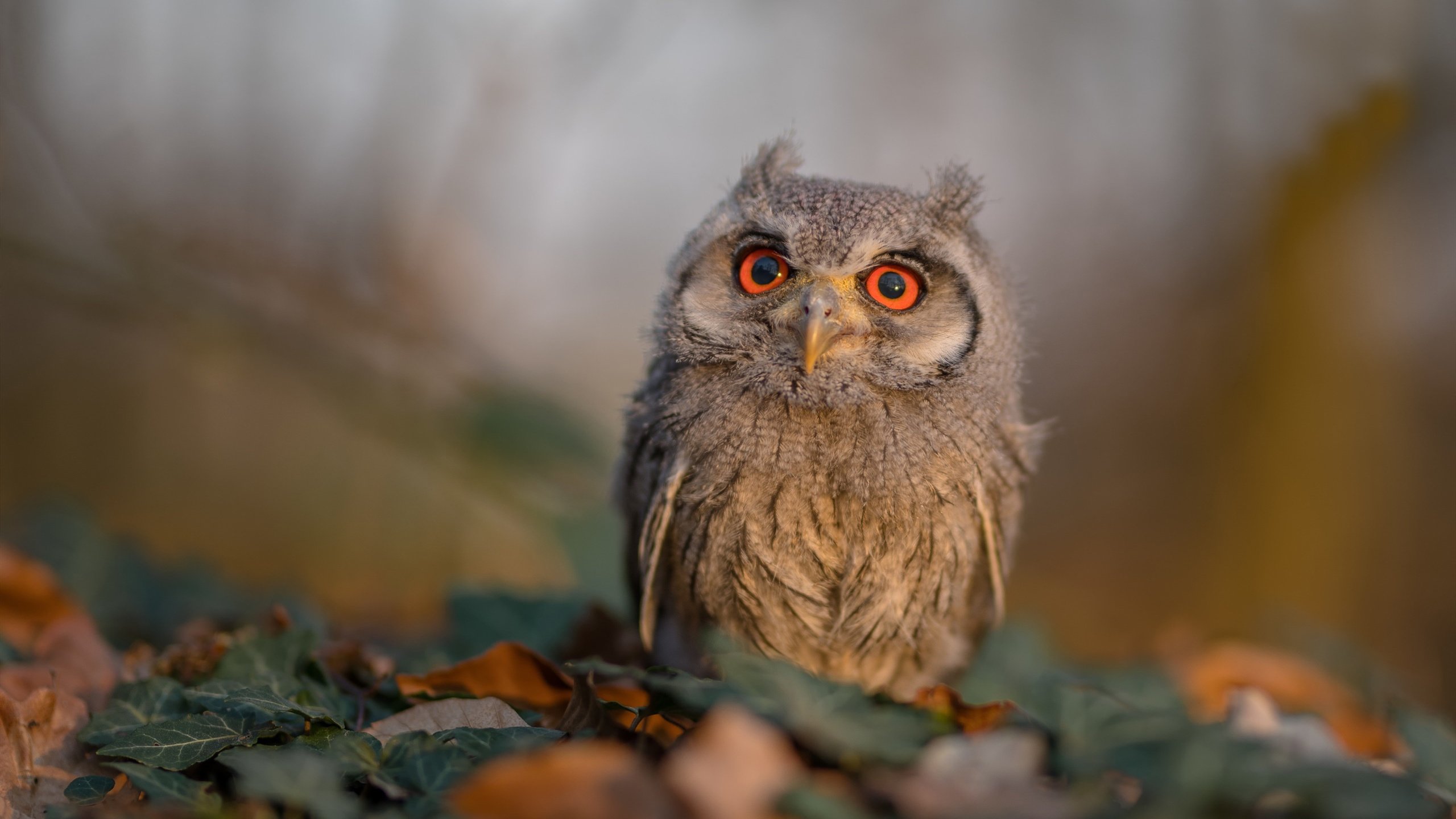 kaiyun体育综合-“篮球梦想家”青少年创新创业大赛在上海开赛，助推青训产业发展