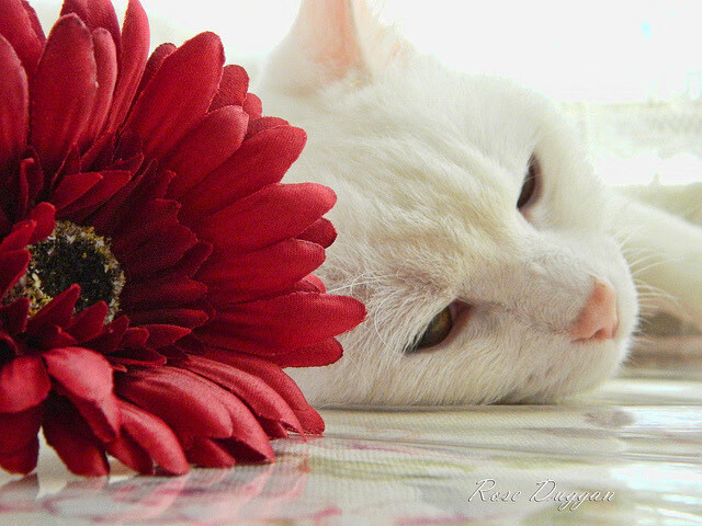 kaiyun.com-【裁判实录】如何判罚犯规？比赛规则细节一次看懂，犯规判罚方法